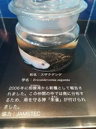 Ericandersonia sagamia