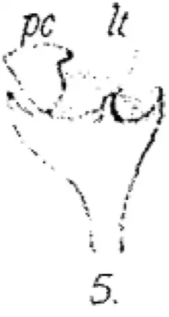 Erigone arctica maritima