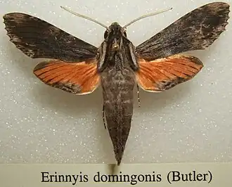Erinnyis domingonis