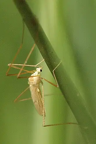Erioptera