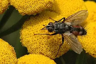 Eriothrix rufomaculatus