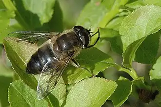 Onvoorspelbare bijvlieg