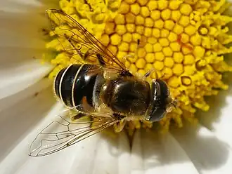 Kleine bijvlieg(Eristalis arbustorum)
