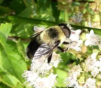 Eristalis flavipes