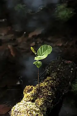 Kiemplant van zwarte els (Alnus glutinosa)