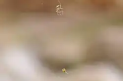 Een jagende spinneneter (boven)