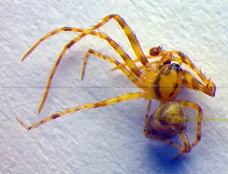 Cambridges spinneneter