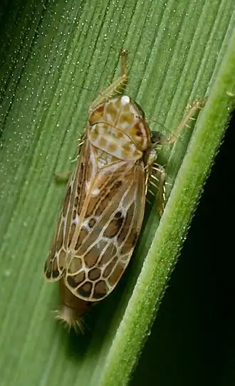 Errastunus ocellaris