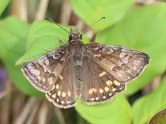 Erynnis montanus