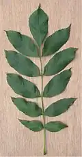 es (Fraxinus excelsior)Oneven geveerdde blaadjes staan langs een hoofdnerf, met eindblaadje