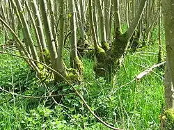 Essenhakhout in Overlangbroek