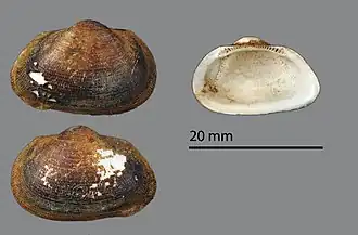 Estellacar galactodes