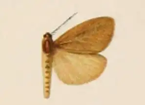 Estigmene ochreomarginata