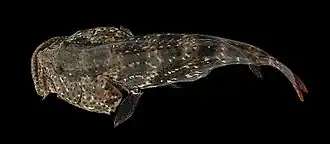 Epinephelus coioides