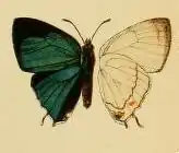 Etesiolaus catori
