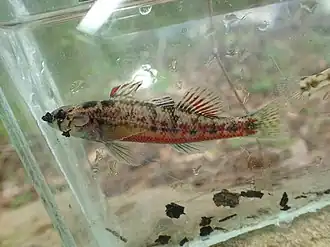 Etheostoma chermocki