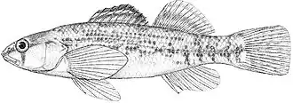 Etheostoma spectabile