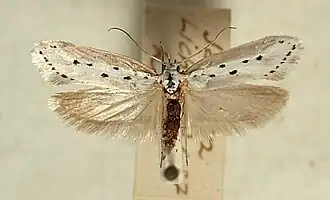 VierpuntzwartwitmotEthmia terminella