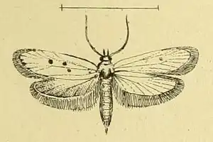Ethmia quadrinotella
