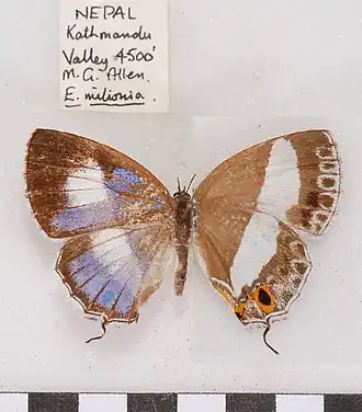 Euaspa milionia