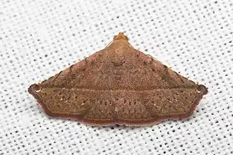 Eublemma quadripunctata