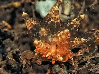 Eubranchus mandapamensis