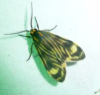 Eucereon costulatum