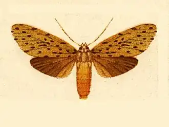 Eucereon ochrota