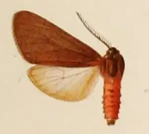 Euchaetes fusca