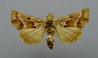 Euchalcia siderifera