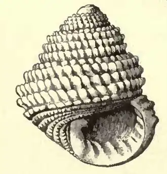 Euchelus guttarosea