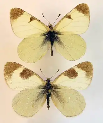 Euchloe tomyris