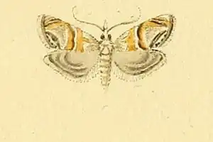 Euchromius bella