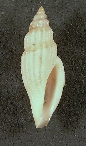 Eucithara albivestis