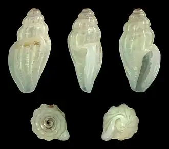 Eucithara capillata