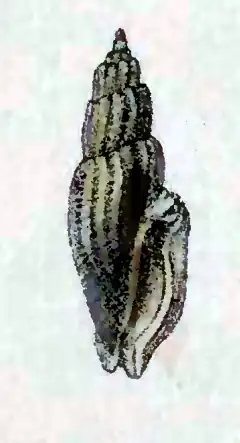 Eucithara castanea