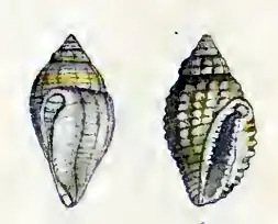 Eucithara diaglypha