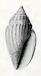 Eucithara striatissima