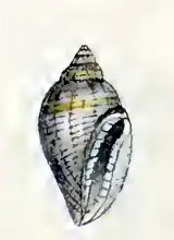 Eucithara subglobosa