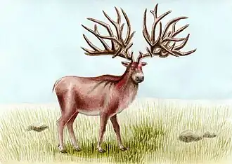 Eucladoceros