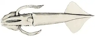 Eucleoteuthis luminosa