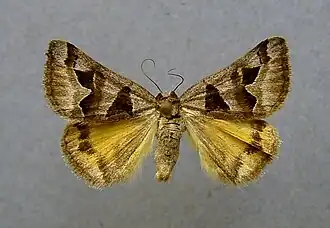 Euclidia triquetra