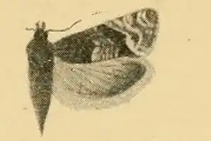 Eucosma explicatana