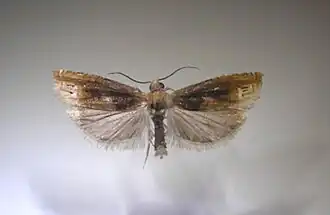 Eucosma flavispecula