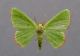 Eucrostes indigenata