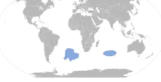 Noordelijke rotspinguïn