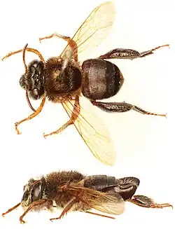 Mannetje, donkere vorm