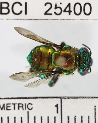 Euglossa hansoni