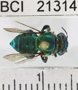 Euglossa heterosticta