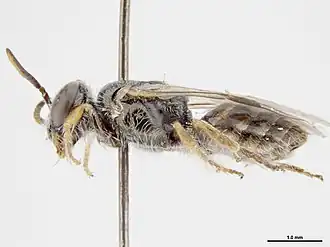 Euhesma dongara